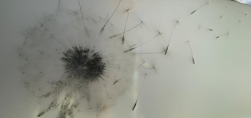 19 Bild web